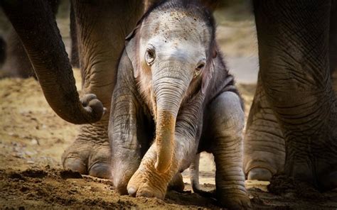 Download Wallpapers Small Elephant Cub Africa Elephants Cute