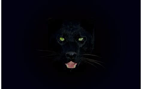 Cool Black Panther Wallpaper Gasebo Wallpaper