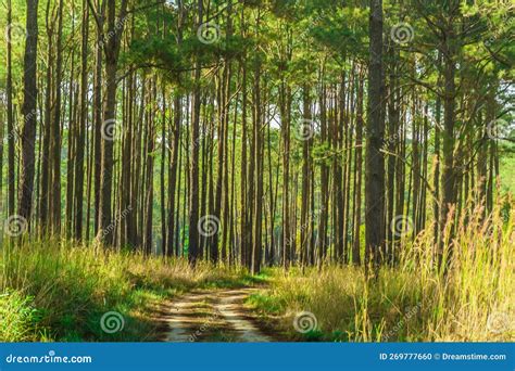 Pine Forest In Summer At Thung Salaeng Luang National Park Thailand