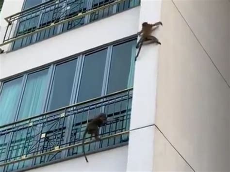 Viral Video Shows Monkeys Climbing Down A Building In Sync Times Of India