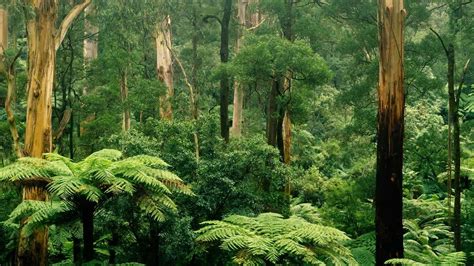 Fern And Gum Trees In Sherbrooke Forest Victoria Australia Peapix
