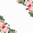 Hand drawn pink roses frame on white background vector - Download Free ...