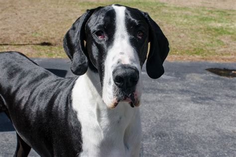 Mantle Great Danes All The Great Dane Colors Explained