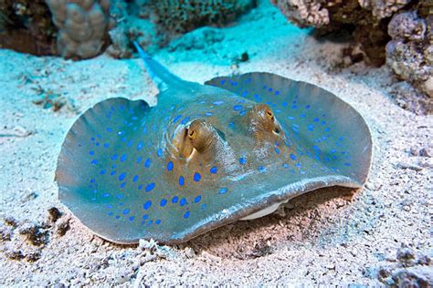 Blue Spot Stingrays Stock Photos Pictures And Royalty Free Images Istock