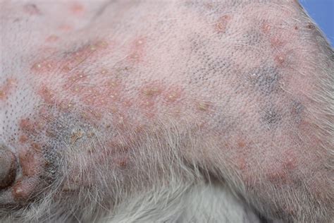 Bacterial Skin Infection In Dogs Pyodermas Your Dogs Skin Douxo S3 Uk