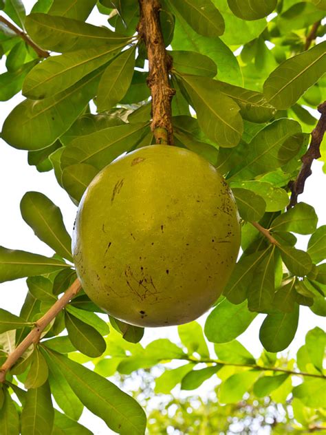 Benefits Of Miracle Fruit Calabash Tree Fruit Trees