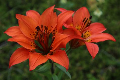 Orange Fire Lily Flower Free Stock Photo Public Domain Pictures