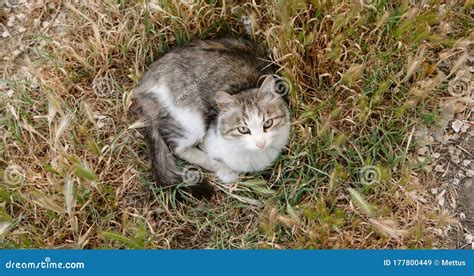 Nice Cat Is Lying In Autumnal Grass Top View Stock Video Video Of
