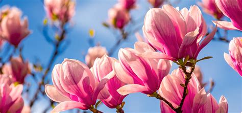 Fakta Bunga Magnolia Varietas Musim Semi Khas Amerika Utara Three