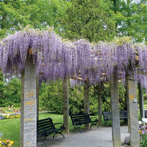 17 Best Images About Wistful Wisteria On Pinterest Gardens Wisteria