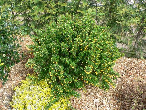 Berberis Buxifolia Nana Hardy Evergreen Shrub Plant Yellow