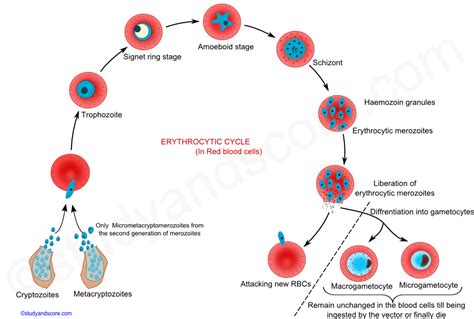 Those of an adventurous bent are as likely to meet a sticky end as to. Plasmodium: General Characters and Life Cycle in Man and ...