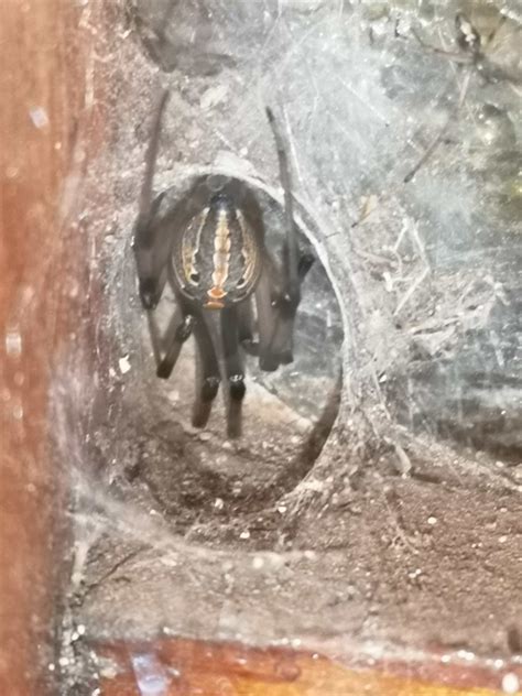 Latrodectus Geometricus Brown Widow Spider In Heidelberg Gauteng