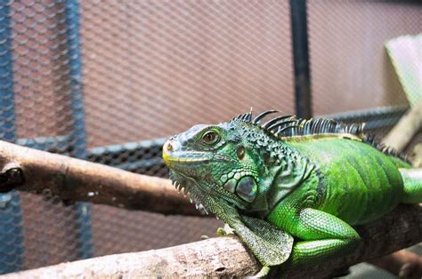 Iguana Cage Complete Indoor And Outdoor Setup Guide Ideas