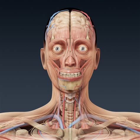 As commonly defined, the human body is the physical manifestation of a human being, a collection of chemical elements, mobile electrons, and electromagnetic fields present in extracellular materials and cellular components organized hierarchically into cells, tissues, organs,and organ systems. Human Female Anatomy - Body Muscles Skelet... 3D Model ...