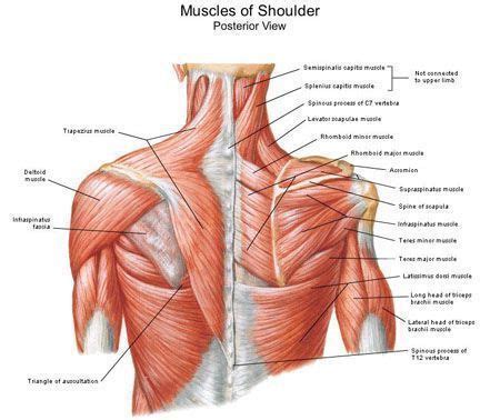 The shoulder joint is protected superiorly by an arch, which is formed by the coracoid process of the scapula, the acromion process of the scapula and the clavicle. Anatomy Of The Shoulder Muscles | cusadvrlistscom | Shoulder muscle anatomy, Shoulder anatomy ...