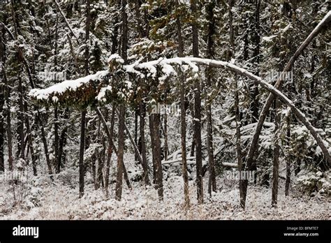 Fresh Snow On Conifer Trees In Early Winter Pisew Falls Provincial