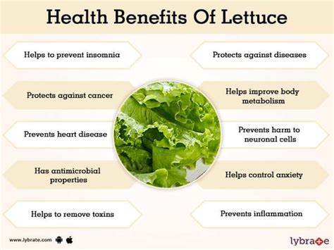 Benefits Of Lettuce And Its Side Effects Lybrate