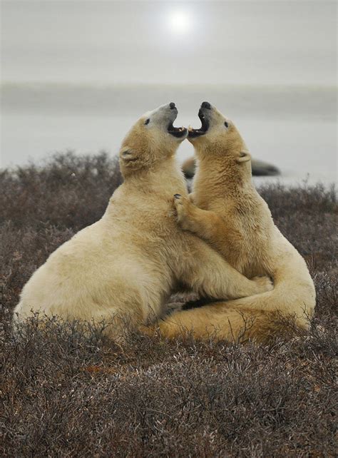 Polar Bear Hug Photograph By David Marr