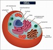 Cells- Cell Biology | Definition, Types of Cells & Their Functions