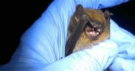 The Truth About Bats And Rabies In The Southwest