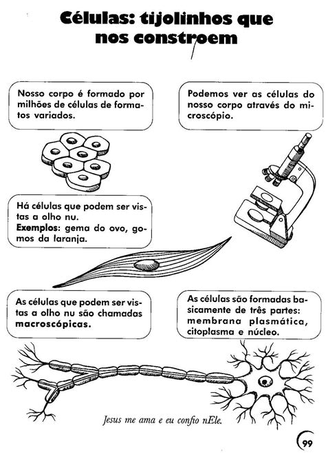 Exercícios Sobre Níveis De Organização Do Corpo Humano 6 Ano