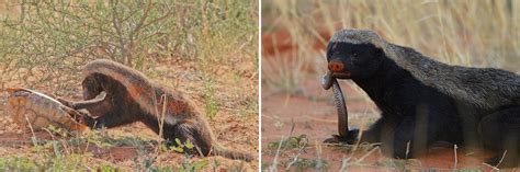 The Honey Badger Africa Geographic