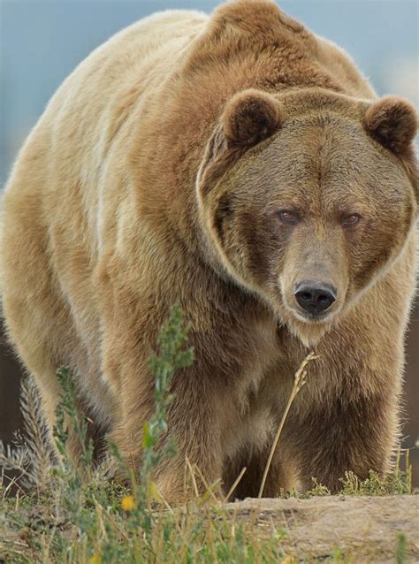 42 Best Grizzly Bears Images On Pinterest Grizzly Bears Wild Animals