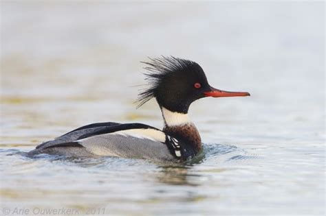 Red Breasted Merganser Mergus Serrator Photo By Arie Ouwerkerk Marine