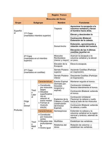 M Sculos Del Dorso Alondra Nunez Udocz