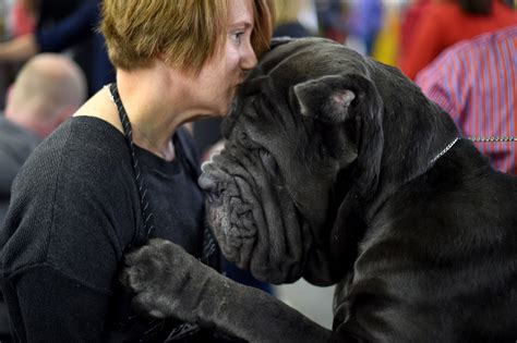 Las 15 Fotos De Los Mejores Perros Del Mundo Pelando El Ojo