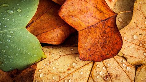 Cool 8k Leaves Wallpapers Top Free Cool 8k Leaves Backgrounds