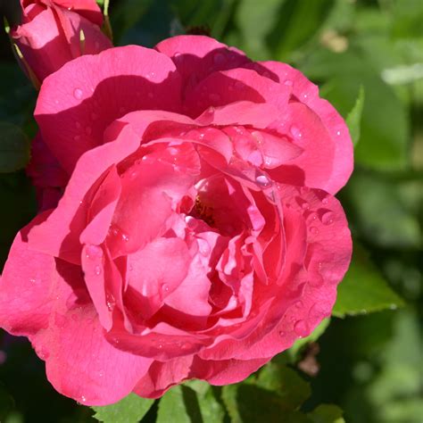 American Beauty Rose Rot Ca 180cm Ledechaux 1875 Rosa