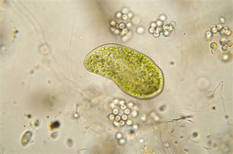 Types Of Protists Biology Wise