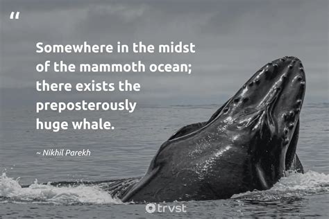 35 Whale Quotes To Help You Be Calm And Hopeful