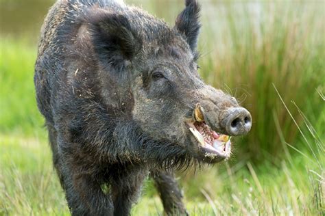Sweden Has A Problem With Packs Of Radioactive Wild Boar — Yes Really
