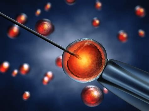 Inyecci N Intracitoplasm Tica De Espermatozoides