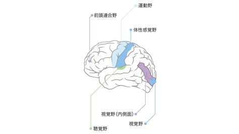 なぜヒトには性欲があるのか。脳で起きている「欲望と理性」のカラクリ Tarzan Web（ターザンウェブ）