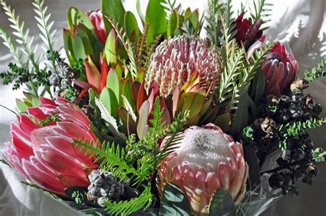 Debra Prinzing Post Slow Flowers Podcast All About Protea A