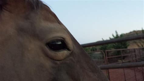 Both Eyes Swollen In A Matter Of Hours Whats Wrong The Horse Forum