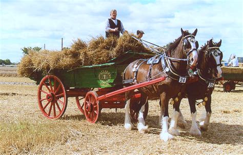 Shire Horses And Cart Flickr Photo Sharing