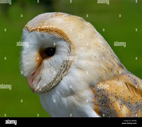 Barn Owl Tyto Alba A Heart Shaped Face Buff Back And Wings And Pure