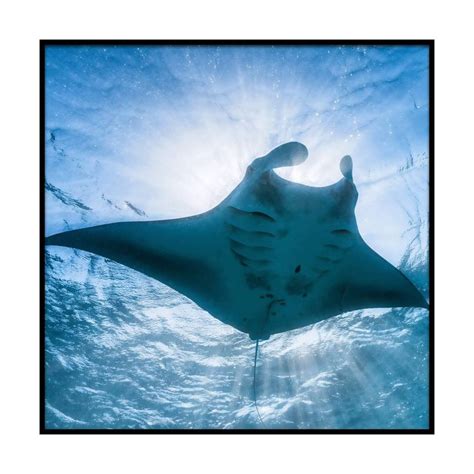 Art Print Manta Ray 20x20 In 2020 Underwater Photography Manta