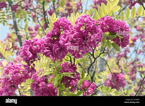 Flowering Acacia Rose In Springtime Italy Stock Photo Alamy