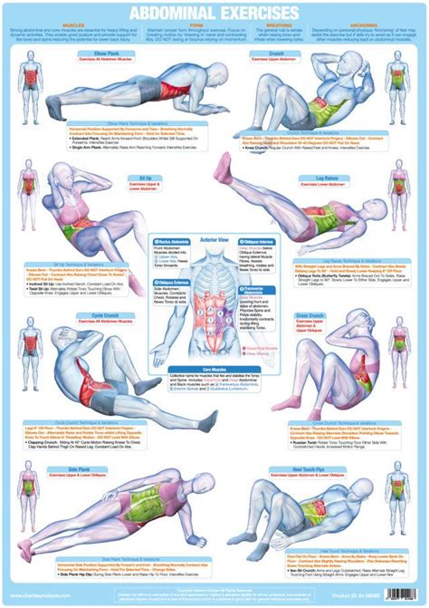 Abdominal Floor Exercise Wall Chart Core Muscle Exercises Core