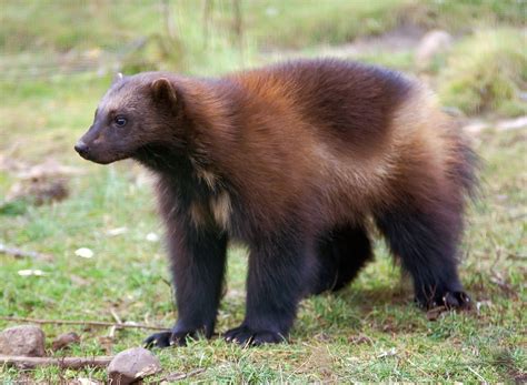 Facts About Wolverines Wolverine Animal Animals Deadly