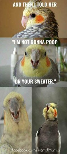 Best Funny Bird Memes Funny Bird Memes Clean Dank Bird Memes Funny