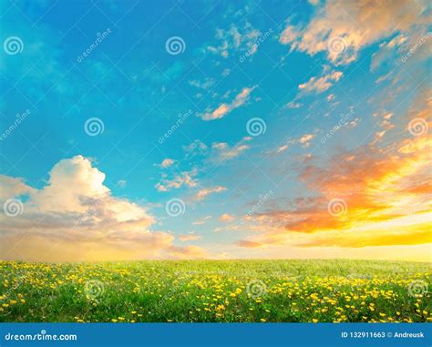 Spring Field Landscape With Flowers An Sunrise Stock Image Image Of