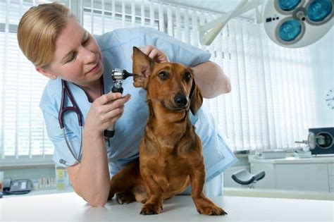 Compare insurance providers and see hypothetical vet bill reimbursement scenarios for dogs and cats. Pet Insurance with Pre-Existing Conditions