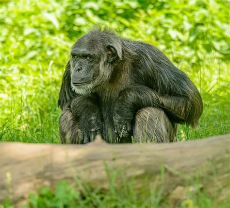 Bondo Ape Vs Gorilla 6 Differences To Spot Species On Earth